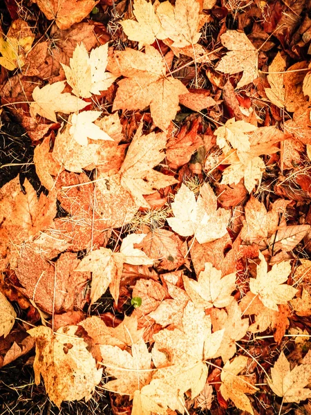 Gelbe Herbstblätter Als Hintergrund Der Natur Goldener Herbst Kopierraum — Stockfoto