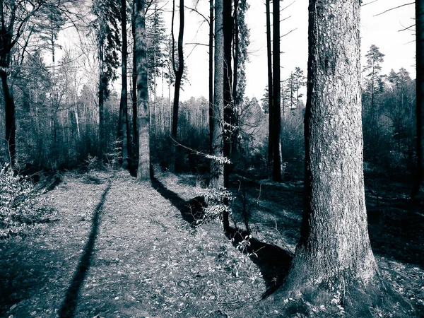 Het Bos Ontwaakt Weer Wintervakantie Lentezon Breekt Door Bomen Poolse — Stockfoto