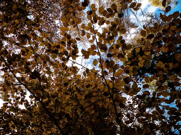 Zavřít Podzimní Větve Jako Přírodní Pozadí Zlaté Listy Krása Podzimu — Stock fotografie