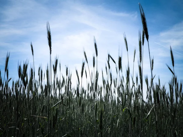 Близько Пшеничного Заводу Сільське Господарство Концепція Природи Копіювання Простору — стокове фото