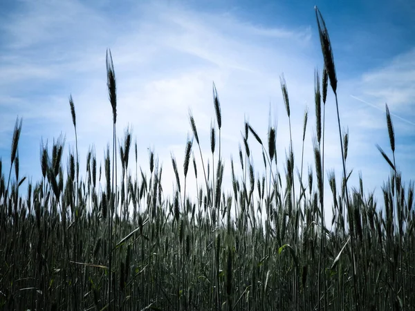 Fechar Planta Trigo Agricultura Natureza Conceito Espaço Cópia — Fotografia de Stock