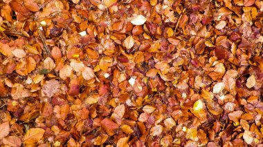 Sonbahar yaprakları doğanın arka planıdır. Boşluğu kopyala.