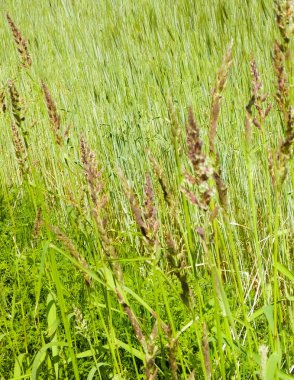 Poaceae 'ye (Meadow grass) yakın çekim. Doğa ve çiçek kavramı.