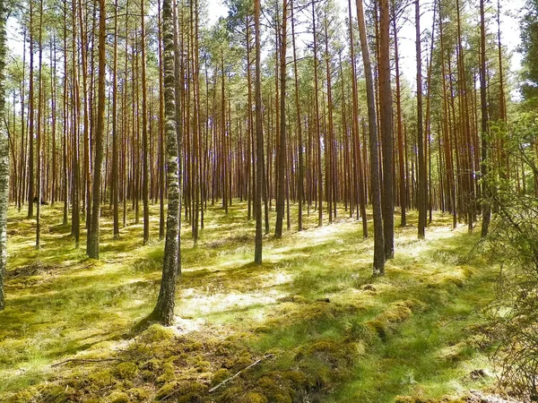 Landskap Tucholaskogen Södra Kashubia Polen Sommarnatur Och Resekoncept — Stockfoto