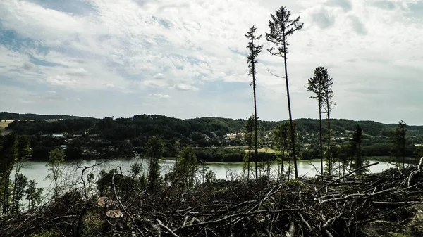 Erdők Kivágása Wiecyca Kashubian Régió Lengyelország — Stock Fotó