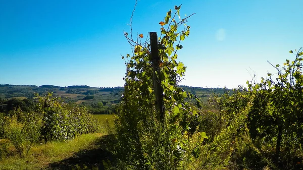 Vinodlingar Toscanas Kullar Höstens Landskap Jordbruk Och Natur — Stockfoto