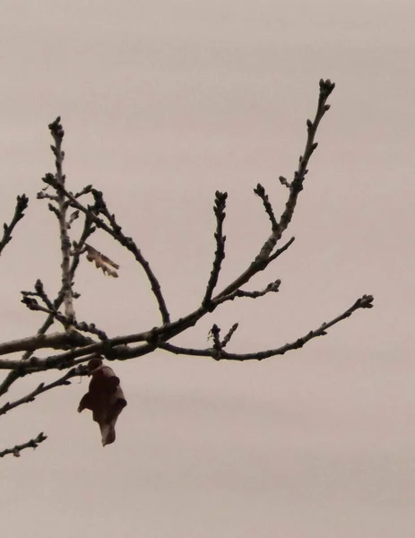 Abstraktes Foto Eines Herbstzweiges Als Hintergrund Der Natur Abstrakter Filter — Stockfoto