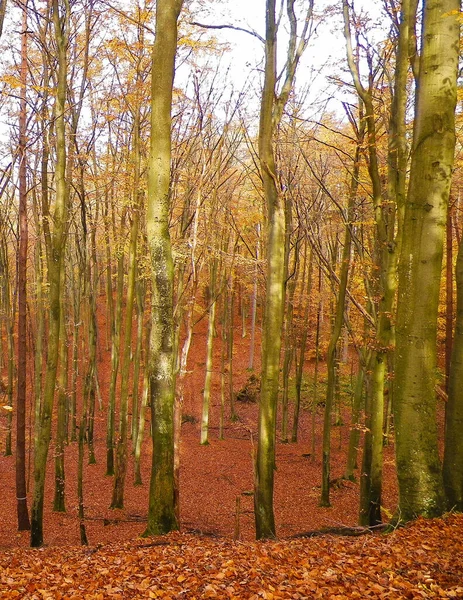 秋天的波兰森林自然概念 — 图库照片