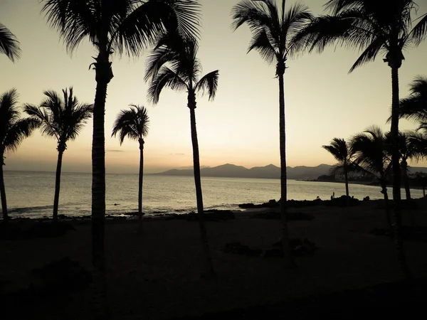 Palmy Zachód Słońca Puerto Del Carmen Lanzarote Wyspy Kanaryjskie Pojęcie — Zdjęcie stockowe