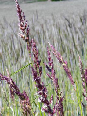 Yaz otlağında çimleri kapatın. Doğa geçmişi, çiçek kavramı..