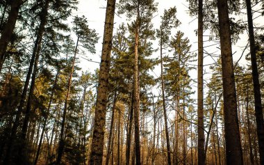 Kış tatilinden sonra orman tekrar uyanır. Bahar güneşi ağaçların arasından doğuyor Polonya doğası. Doğa konsepti.