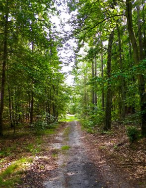 Yeşil ormanda yol. Yaz ormanı manzarası. Kuzey Polonya doğası. Seyahat ve doğa kavramı.