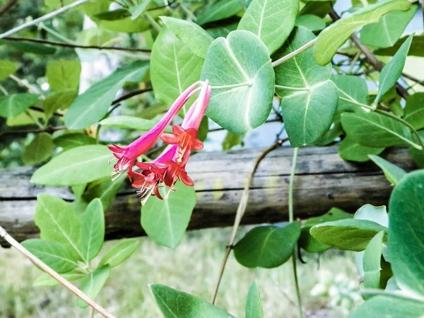 Close up of pink honeysuckle (Lonicera L.) flowers. Polish nature in summer, floral and gardening concept.
