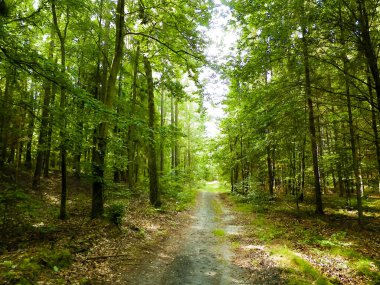 Yeşil ormanda yol. Yaz ormanı manzarası. Kuzey Polonya doğası. Seyahat ve doğa kavramı.