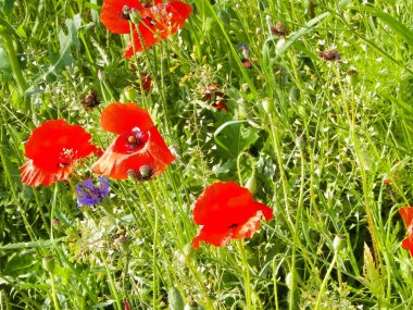 Doğa olarak gelincik çiçekli çayır. Doğa konsepti.