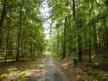 Yeşil ormanda yol. Yaz ormanı manzarası. Kuzey Polonya doğası. Seyahat ve doğa kavramı.