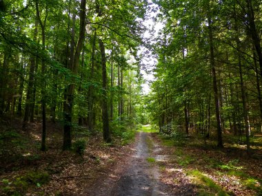 Yeşil ormanda yol. Yaz ormanı manzarası. Kuzey Polonya doğası. Seyahat ve doğa kavramı.