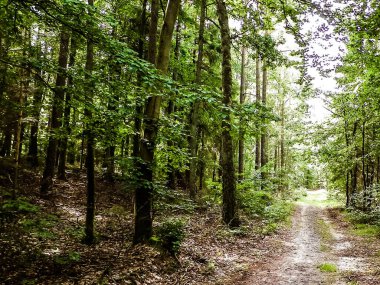 Yeşil ormanda yol. Yaz ormanı manzarası. Kuzey Polonya doğası. Seyahat ve doğa kavramı.