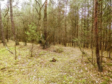 Baltık Denizi 'nin kıyı bölgesindeki çam ormanı. Tatiller ve turizm, Kuzey Polonya 'nın güzel doğası..