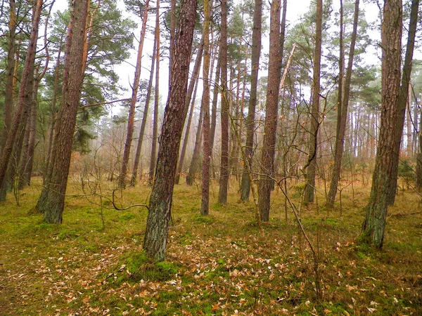 지역에 소나무 폴란드 북부의 아름다운 특성을 축일과 — 스톡 사진
