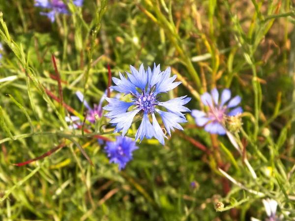 Prairie Avec Des Fleurs Iris Comme Fond Nature Concept Nature — Photo