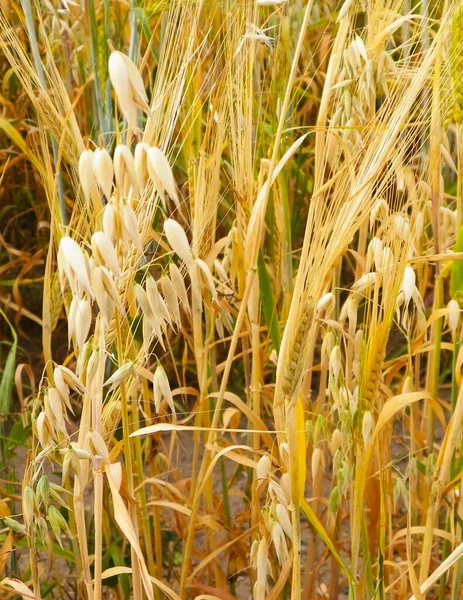 Primer Plano Del Campo Avena Agricultura Naturaleza —  Fotos de Stock