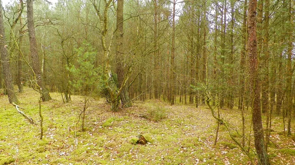 Borový Les Pobřežní Zóně Baltského Moře Dovolená Cestovní Ruch Krásná — Stock fotografie