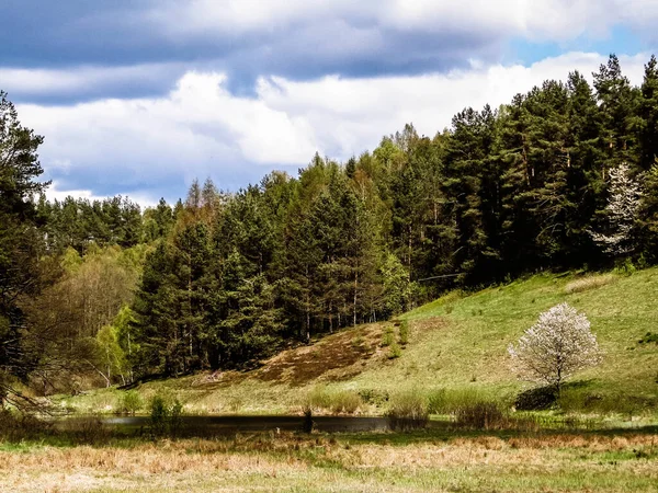 Forêt Prairies Beauté Kashubia Pologne Nord Concept Voyage Nature — Photo