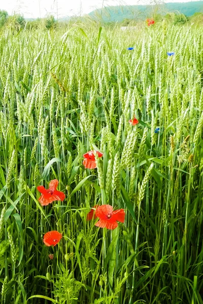 自然の背景としてケシの花を持つ草原 自然概念 — ストック写真