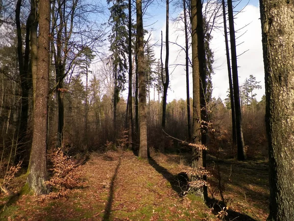 태양이 나무를 가르고 폴란드의 자연을 깨뜨린다 — 스톡 사진