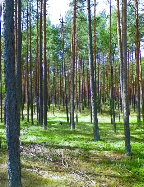Krajina Tucholského Lesa Jižní Kašubie Polsko Letní Příroda Cestování Koncept — Stock fotografie
