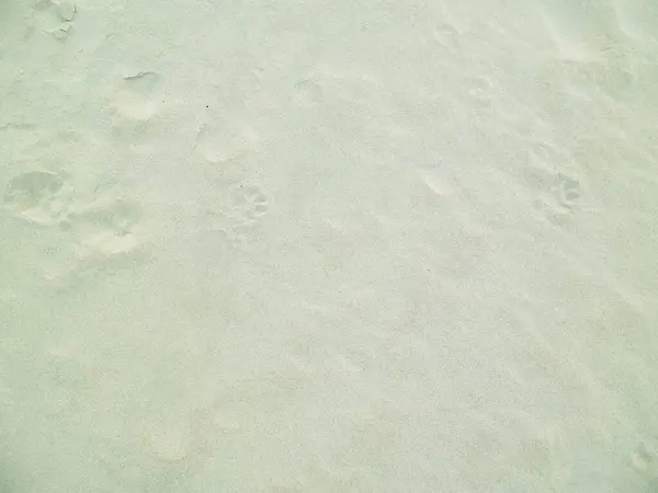 Kumda Kedi Pençesi Izleri Var Doğa Geçmişi Boşluğu Kopyala — Stok fotoğraf