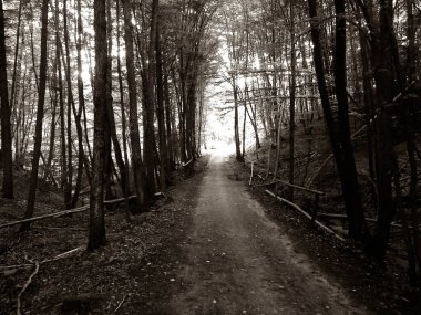 Ormanda yol, Polonya doğası. Seyahat ve doğa kavramı.