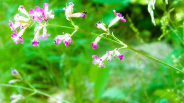 Pembe çiçeğe yaklaş. Polonya 'da yaz doğası, Tuchola Ormanı Bölgesi.