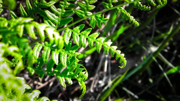 Close Van Groene Bladeren Van Groene Varen Polypodiopsida Cronquist Natuur — Stockfoto