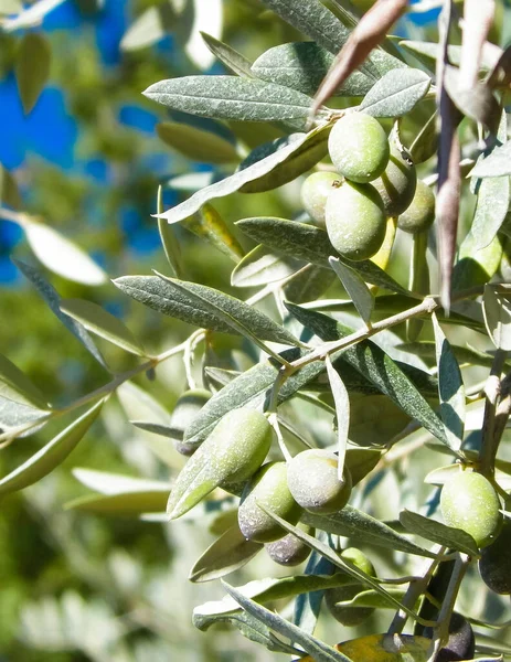 Close up of green olives on branch of Olive Tree. Agriculture concept.