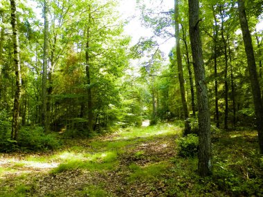 Vahşi orman manzarası. Yeşil orman güneşli bir günde, yaz mevsiminde. Güzel doğa Pomerania - Kuzey Polonya bölgesi.