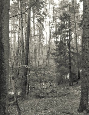 Kış tatilinden sonra orman tekrar uyanır. Bahar güneşi ağaçların arasından doğuyor Polonya doğası. Doğa konsepti. BW filtre tonu.