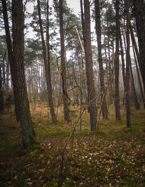 Bosque Pinos Zona Costera Del Mar Báltico Vacaciones Turismo Hermosa —  Fotos de Stock