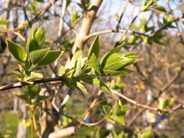 Dal üzerinde yeşil yapraklar büyüyor. Bahar mevsimi doğası.