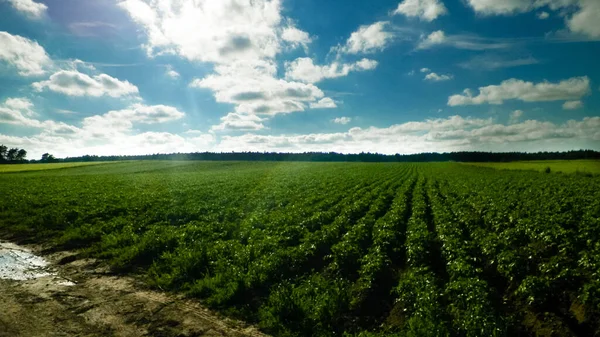 Yaz mevsiminde patates çiftliği arazisi. Polonya ülkesi ve tarım.
