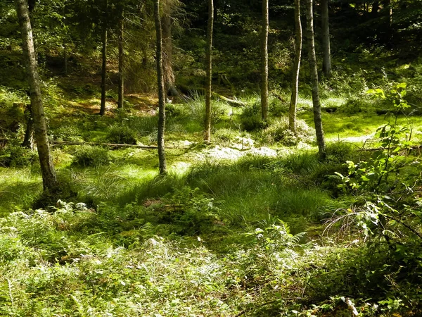 Teren Podmokły Zielonym Lesie Mchy Bagienne Drzewa Piękna Przyroda Północnej — Zdjęcie stockowe