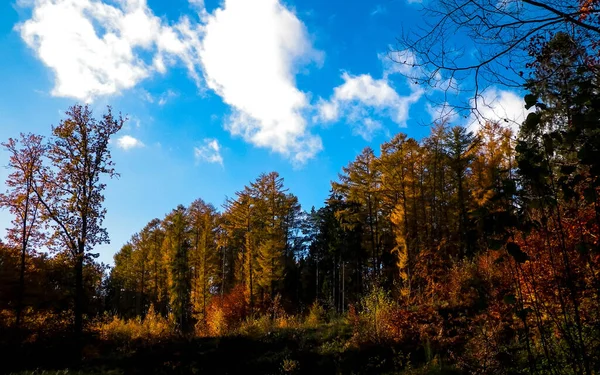 Польская Золотая Осень Золотые Осенние Деревья Фоне Голубого Неба Белыми — стоковое фото