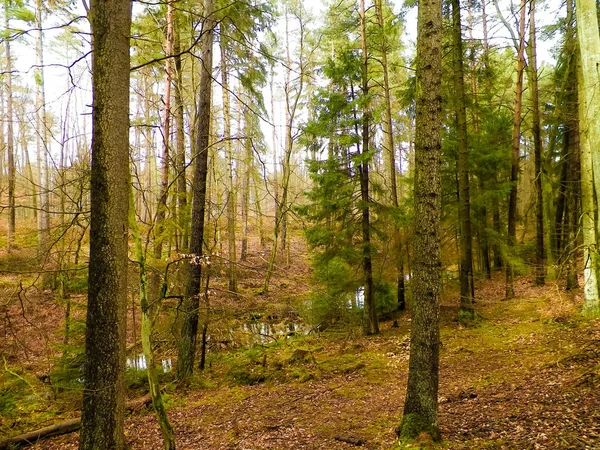Het Bos Ontwaakt Weer Wintervakantie Lentezon Breekt Door Bomen Poolse — Stockfoto