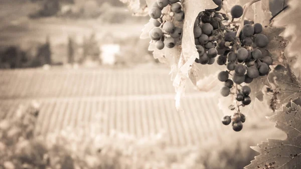 Großaufnahme Von Traubenfrüchten Weinstock Landwirtschaft Und Naturkonzept Kopierraum Sepia Abgeschwächt — Stockfoto