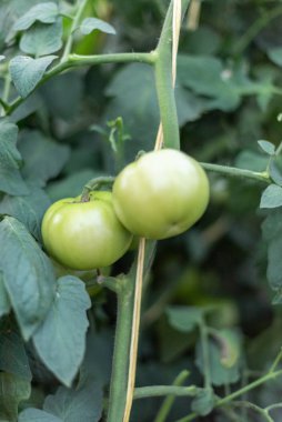 Bahçede yetişen taze yeşil domateslere yakından bakın.