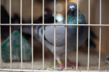 Metal bir kuş kafesinin içinde eşsiz bir siyah güvercin.