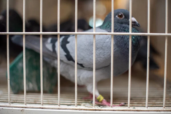 A domestic black pigeon inside a metal cage at an auction market — 스톡 사진