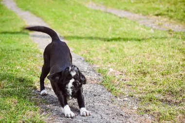 Doğada esneme hareketleri yapan köpek.