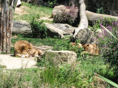 zarif aslan hayvanlar kralıdır